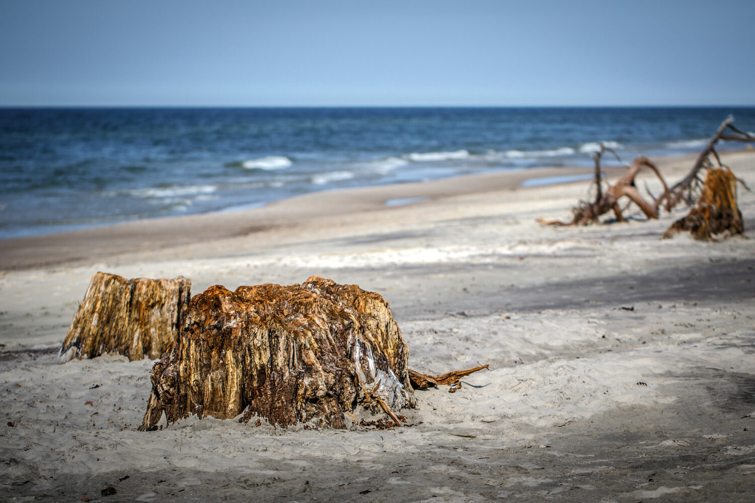 Plaża i pnie ze starego lasu odsłoniętego przez morze